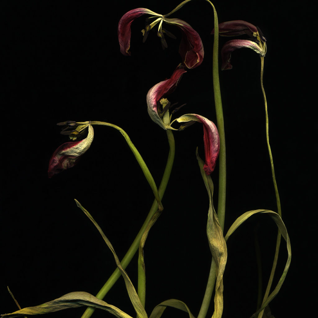 Tulipe Black Bird (c) Michaela Bruckmüller